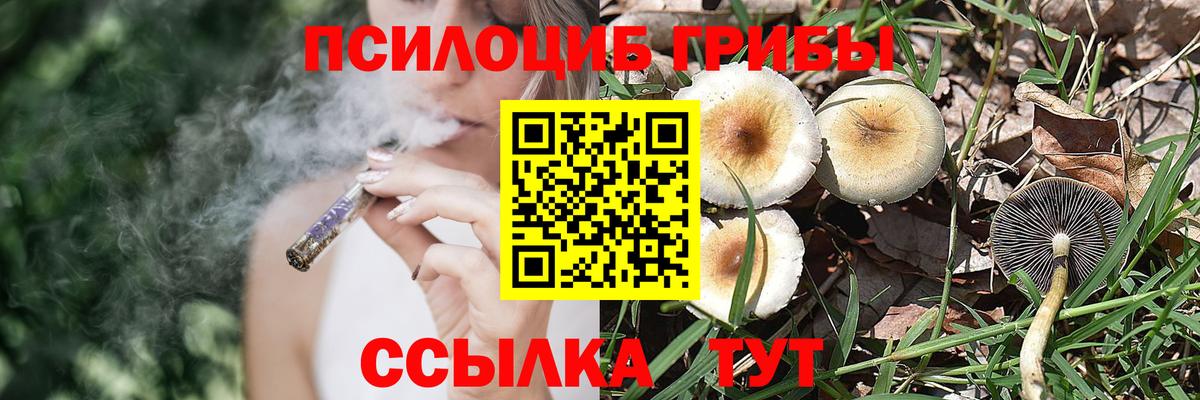 Псилоцибиновые грибы Psilocybine cubensis  Сердобск  Псилоцибиновые грибы Psilocybe 